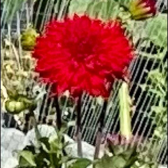 Meet your Posher, Carol - Picture 1 of 1